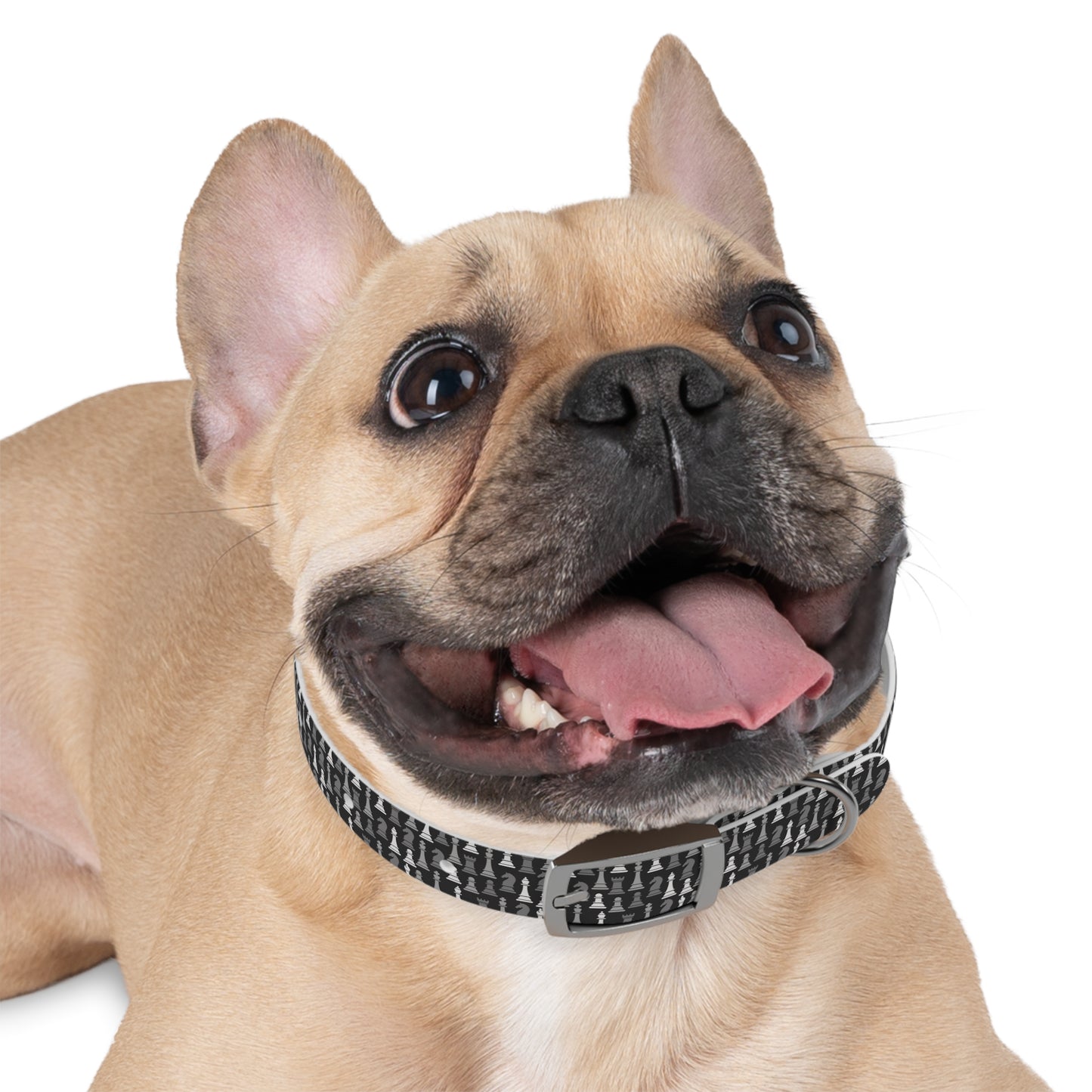Dog Collar - Black Multi