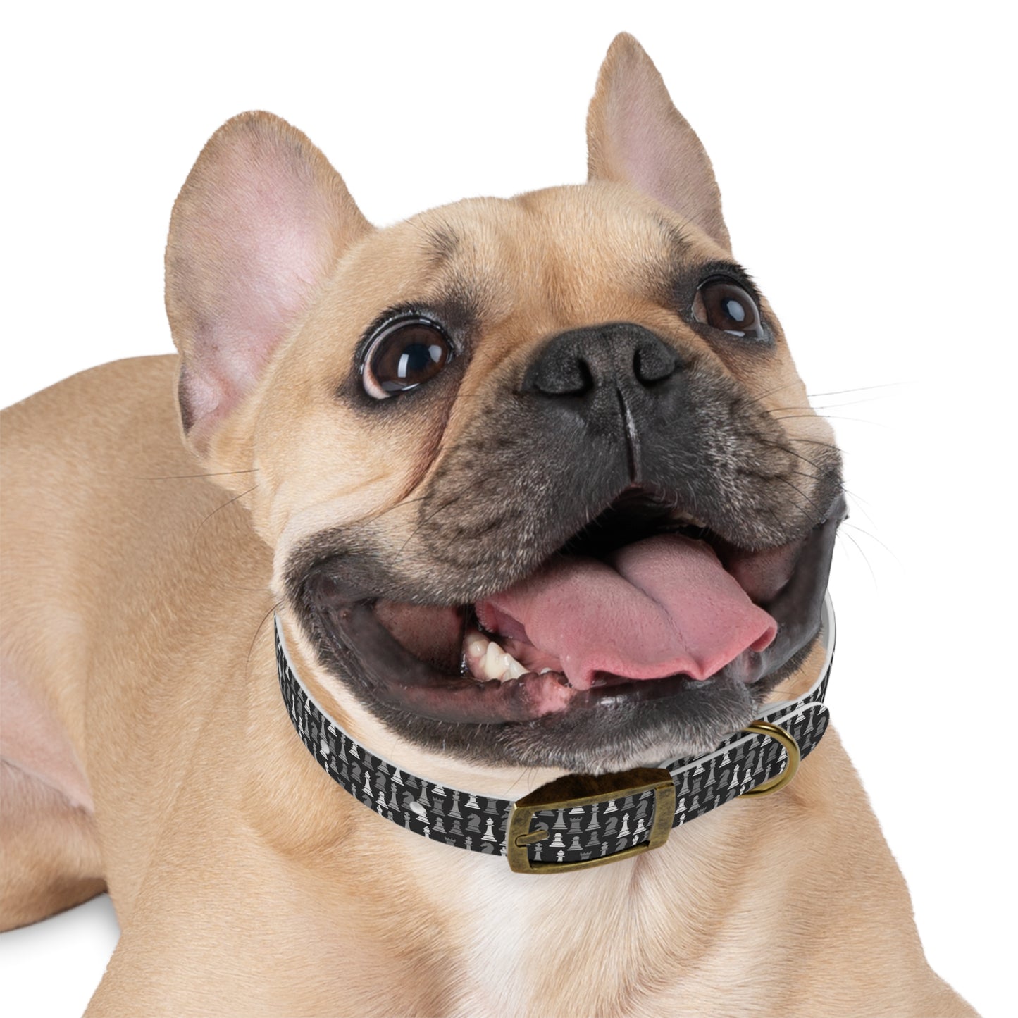 Dog Collar - Black Multi