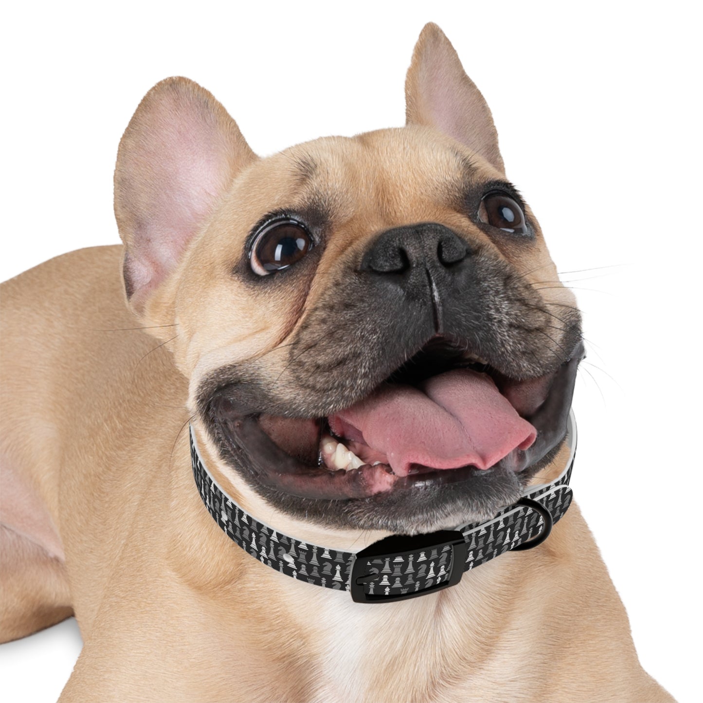 Dog Collar - Black Multi