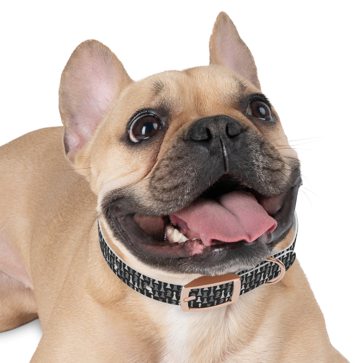Dog Collar - Black Multi